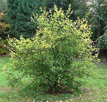 Cannizaro Park Poncirus in summer